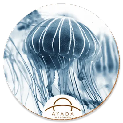 Round - Bottle Openers Now