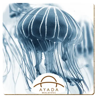 Square - Bottle Openers Now