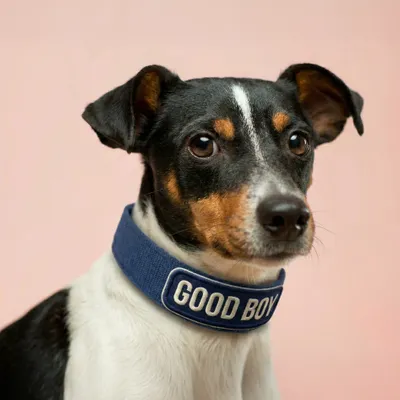 Pet Harness - Bottle Openers Now