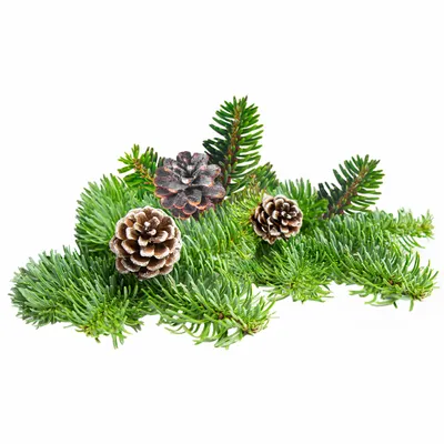 Pine - Bottle Openers Now