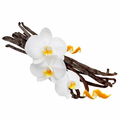 Vanilla - Bottle Openers Now