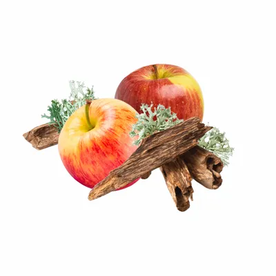 Oak Moss - Bottle Openers Now