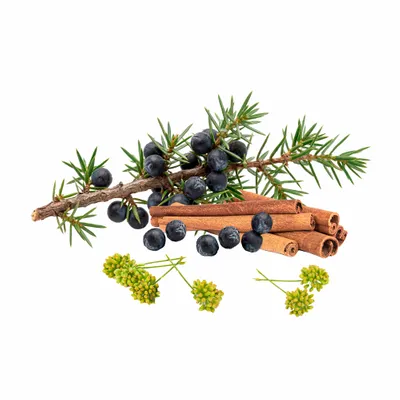 Juniper Berry - Bottle Openers Now
