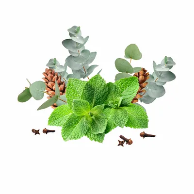 Eucalyptus & Mint - Bottle Openers Now